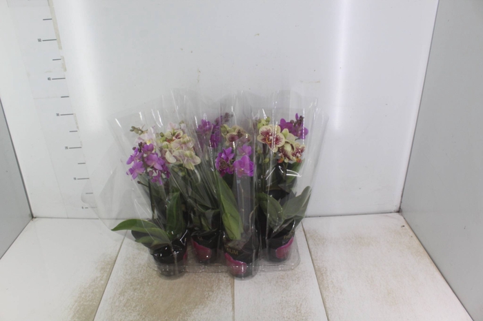 <h4>PHALAENOPSIS MINI P09 2 HT PREMIUM</h4>