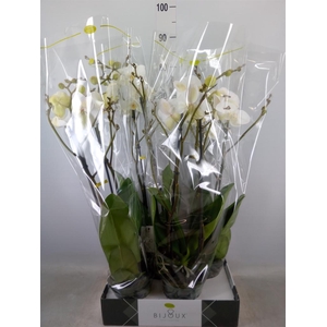 Phalaenopsis   ...white