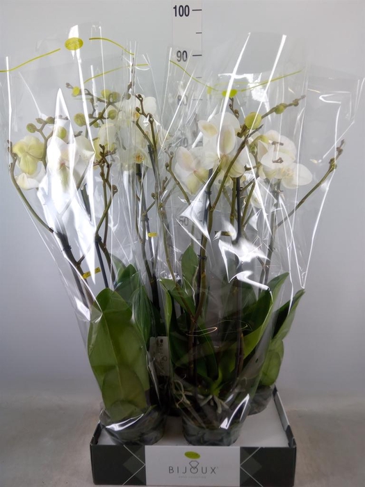 <h4>Phalaenopsis ...white</h4>