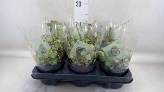 <h4>Ceropegia woodii ssp. woodii</h4>