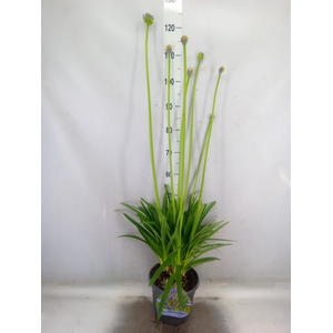 Agapanthus afric.