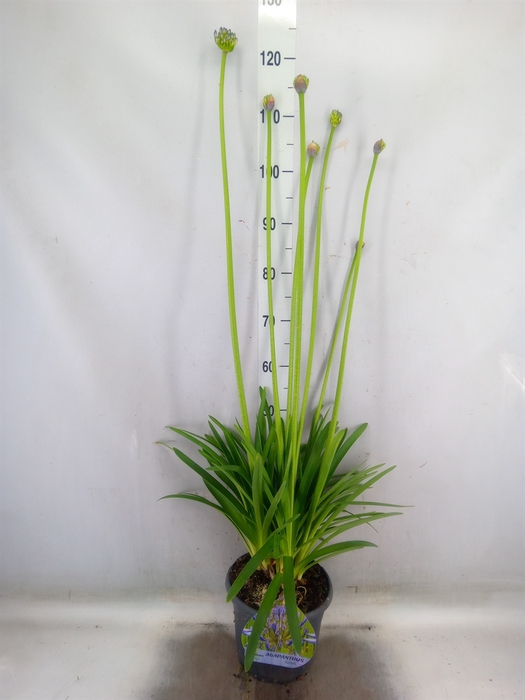 <h4>Agapanthus afric.</h4>
