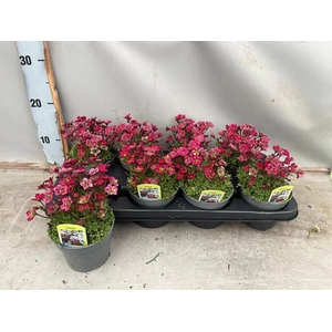 SAXIF AR TOUR DP RED