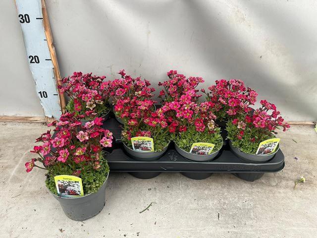 <h4>SAXIF AR TOUR DP RED</h4>