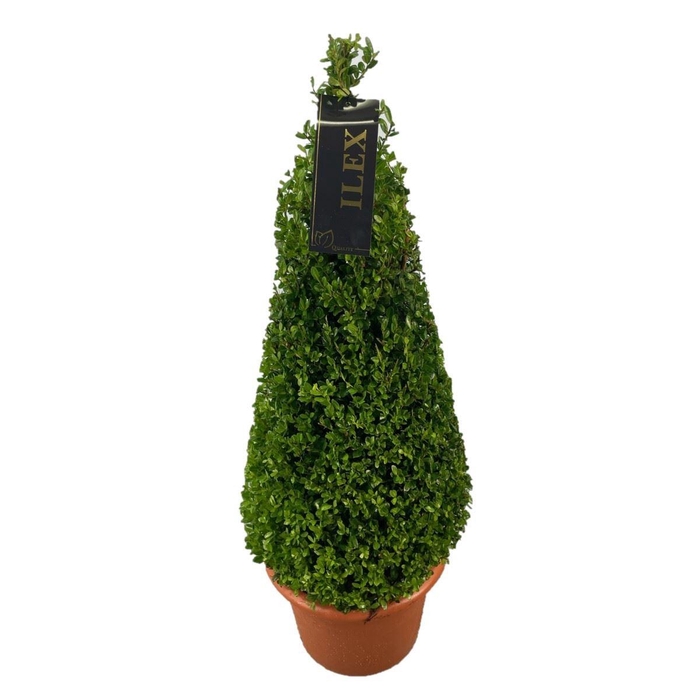 <h4>Ilex</h4>