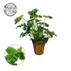 Philodendron Atlantis 15cm
