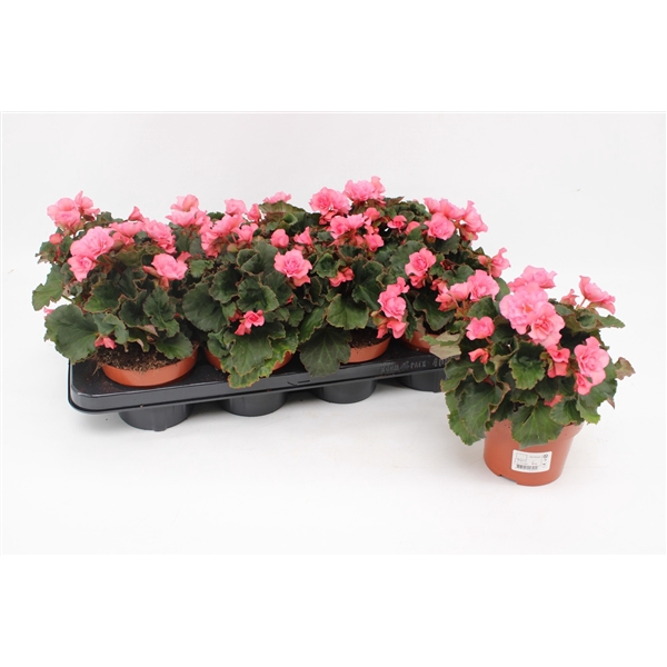 <h4>Begonia 'Glory Garden' Pink</h4>