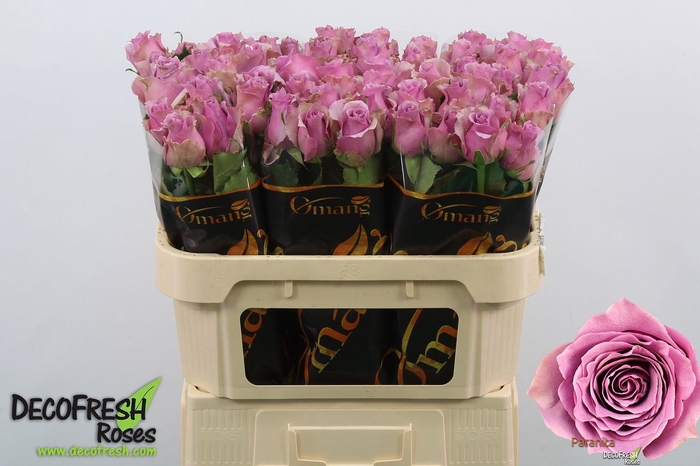 <h4>R Gr Paranita</h4>