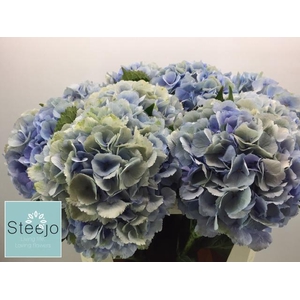 HYDR M CH VERE BL CL BLAUW/GROEN