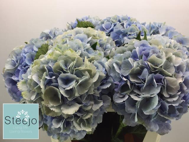 <h4>HYDR M CH VERE BL CL BLAUW/GROEN</h4>