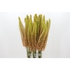 Eremurus Emmy Ro
