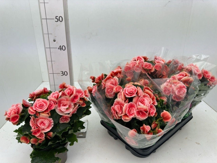 <h4>BEG DU BORIAS</h4>