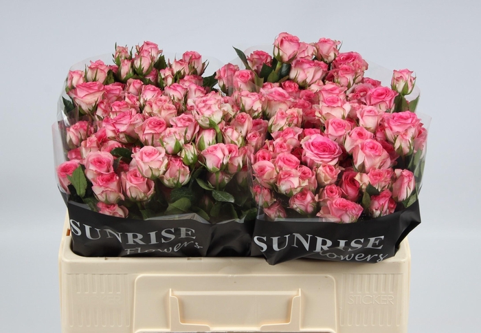 <h4>R TR TRALALA</h4>