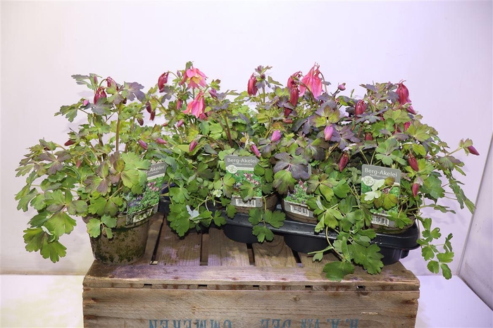 <h4>arr8 Aquil Caerulea</h4>