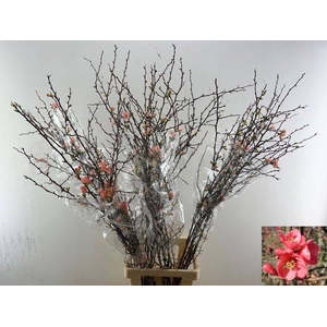 CHAENOMELES SUPERBA