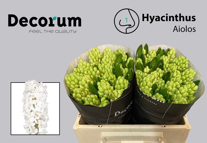 <h4>HYAC AIOLOS</h4>