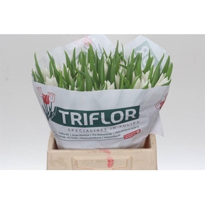 Tulp Leliebloemig Beau An Elegance