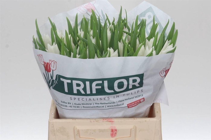 <h4>Tulp Leliebloemig Beau An Elegance</h4>