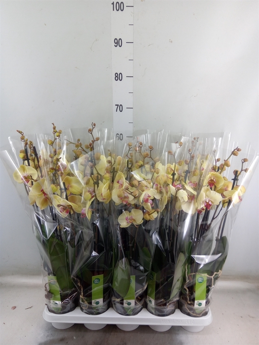 <h4>Phalaenopsis  'Desert Breeze'</h4>