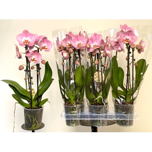 PHAL EL CASCADE