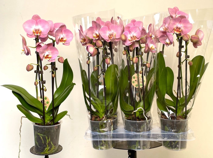 <h4>PHAL EL CASCADE</h4>