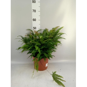 Adiantum hispi. 'Bronze Venus'