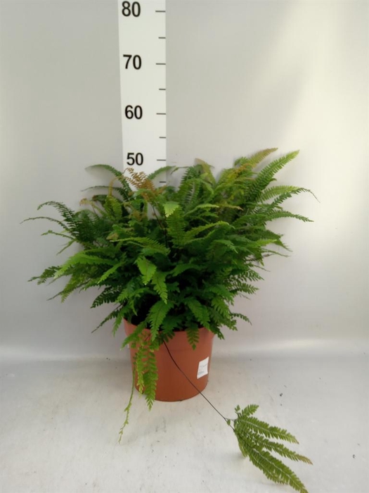 <h4>Adiantum hispi. 'Bronze Venus'</h4>