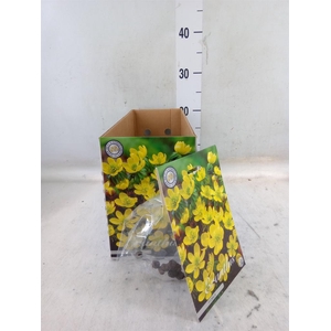 Flowerbulbs, corns or tubers   ...