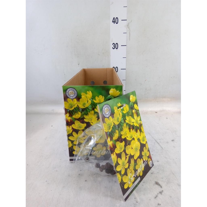 <h4>Flowerbulbs, corns or tubers   ...</h4>