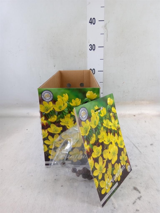 <h4>Flowerbulbs, corns or tubers   ...</h4>