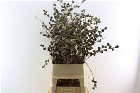 <h4>EUCA GLOBULUS LARGE</h4>