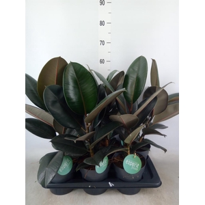 Ficus elastica 'Abidjan'