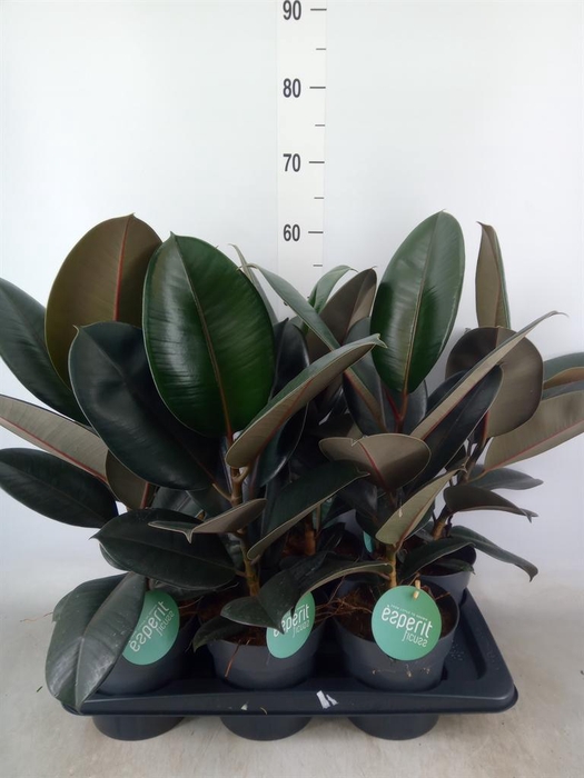 <h4>Ficus elastica 'Abidjan'</h4>