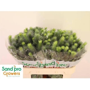 ERYN PACIFI BLUE SKY