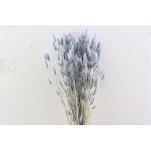 Dried Lagurus Grey Bunch