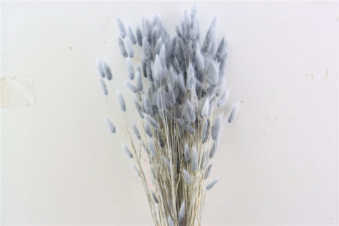 <h4>Dried Lagurus Grey Bunch</h4>