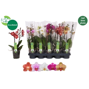 PHAL GEM