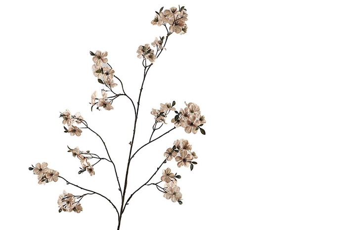 <h4>Cherry Blossom Beige</h4>