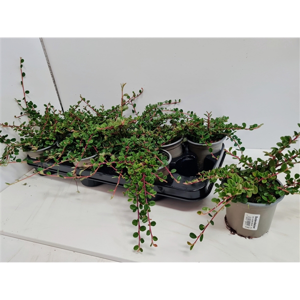 <h4>Cotoneaster Frieders Evergreen</h4>