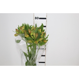 ALSTROEMERIA ALOHA 080 CM