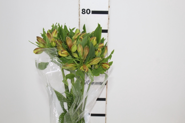 <h4>ALSTROEMERIA ALOHA 080 CM</h4>