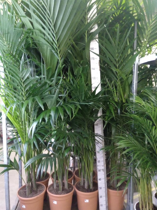 <h4>Howea forsteriana</h4>