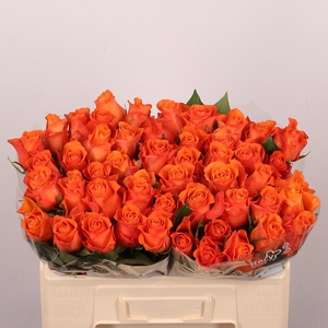 R GR ORANGE WAVE