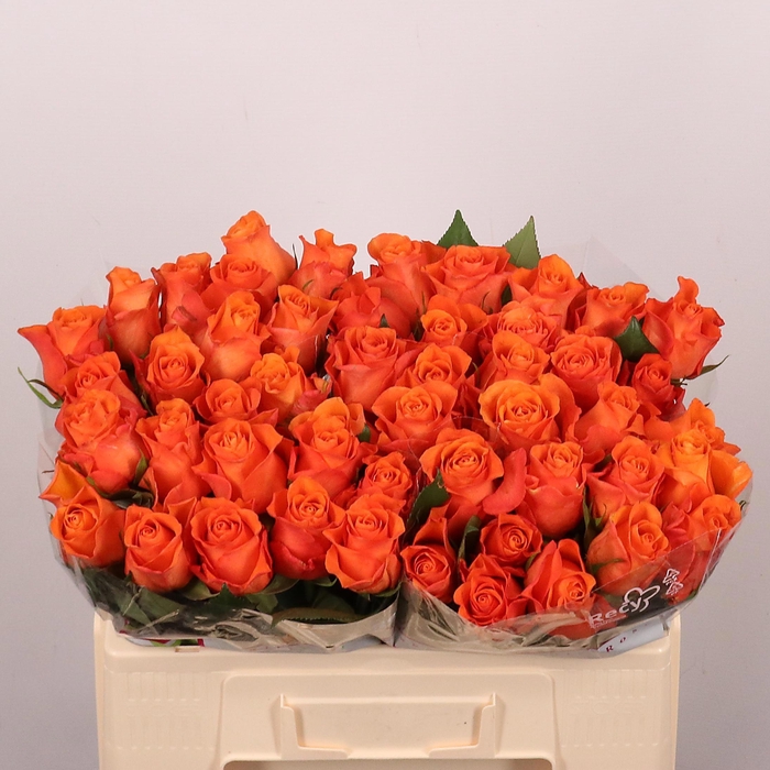 <h4>R GR ORANGE WAVE</h4>