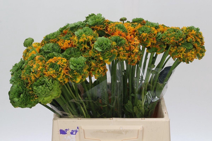 <h4>Ranunculus Clooney Pon Pon Merlino</h4>