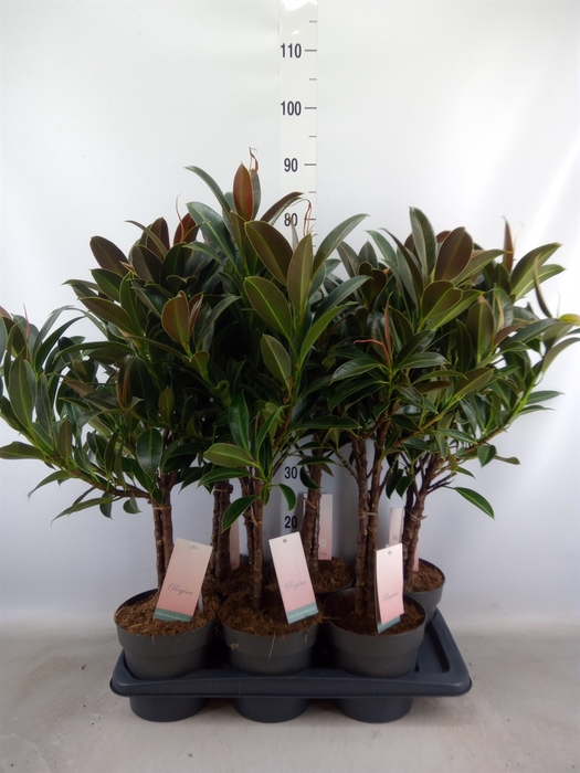 <h4>Ficus elastica 'Melany'</h4>