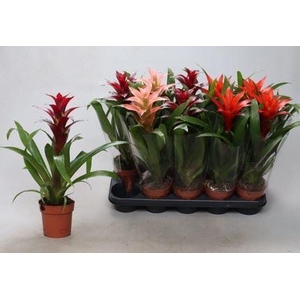 Guzmania gemengd