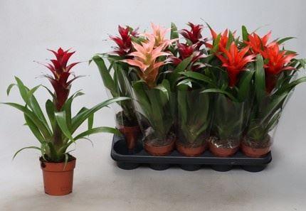 <h4>Guzmania gemengd</h4>