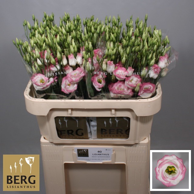 <h4>Lisianthus Rosita Hot Lips</h4>