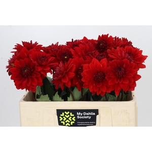 Dahlia Heatwave